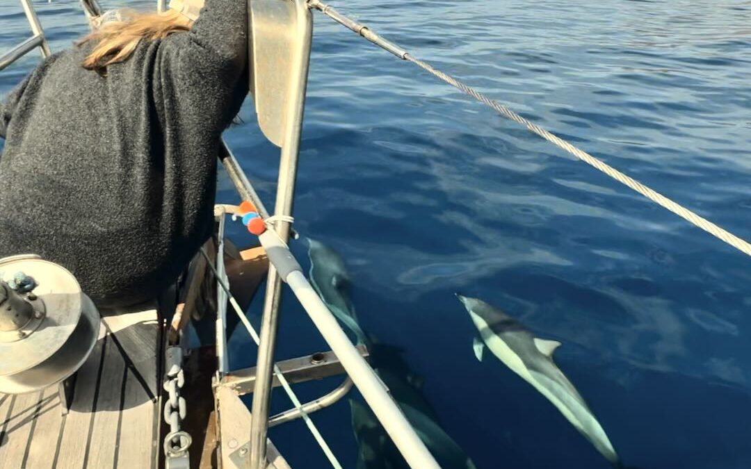 sailing with the dolphins